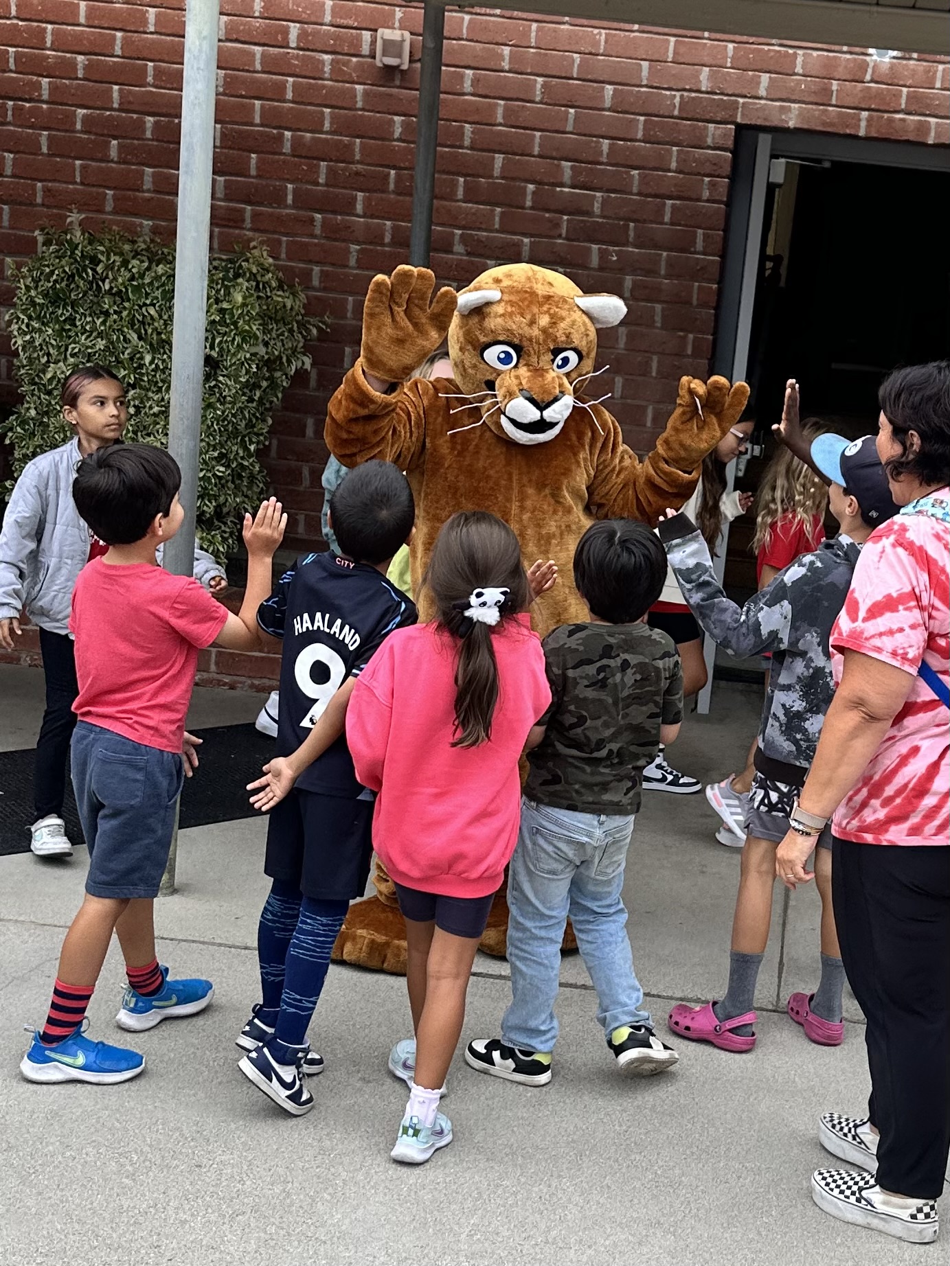 Paws, our Cougar Mascot