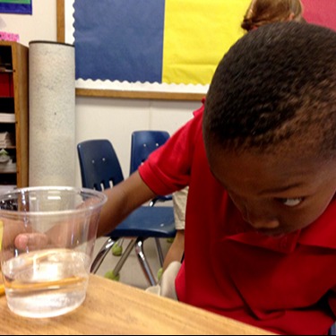 Student studying an experiment