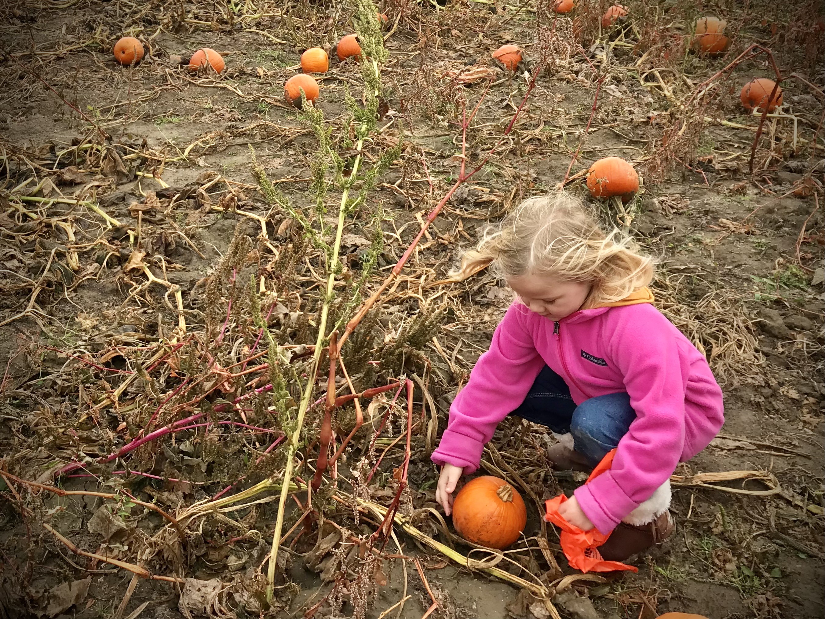 pumpkin patch