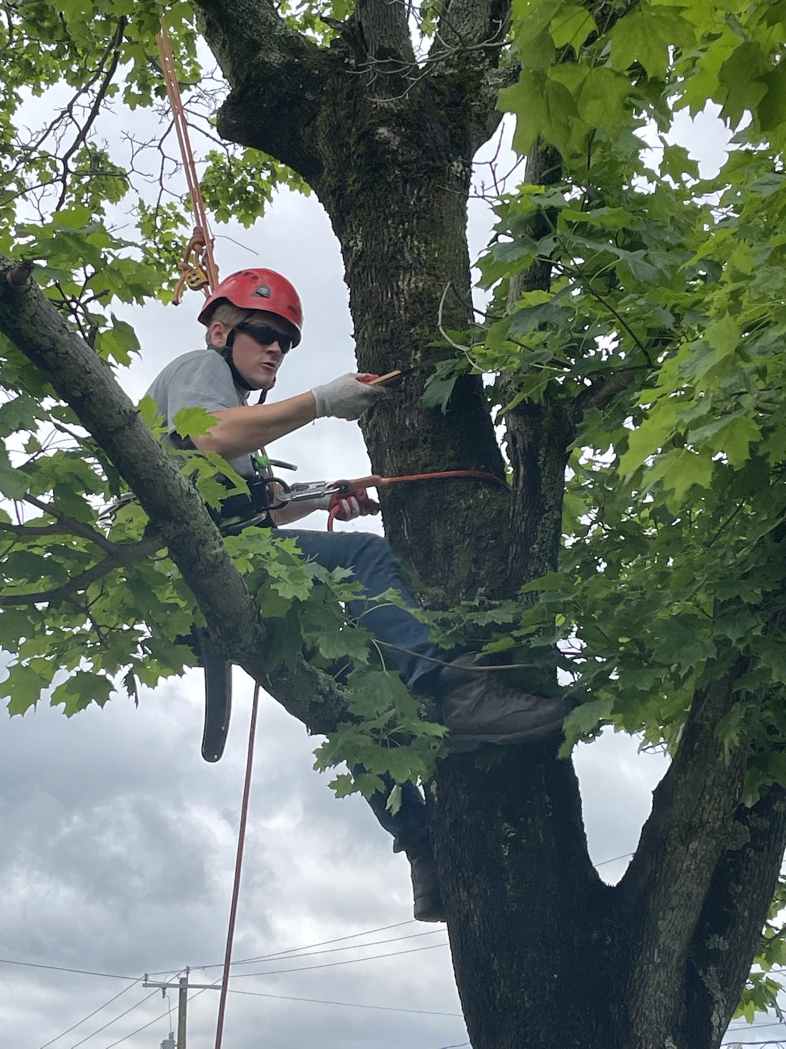 Forestry student trimming a tree