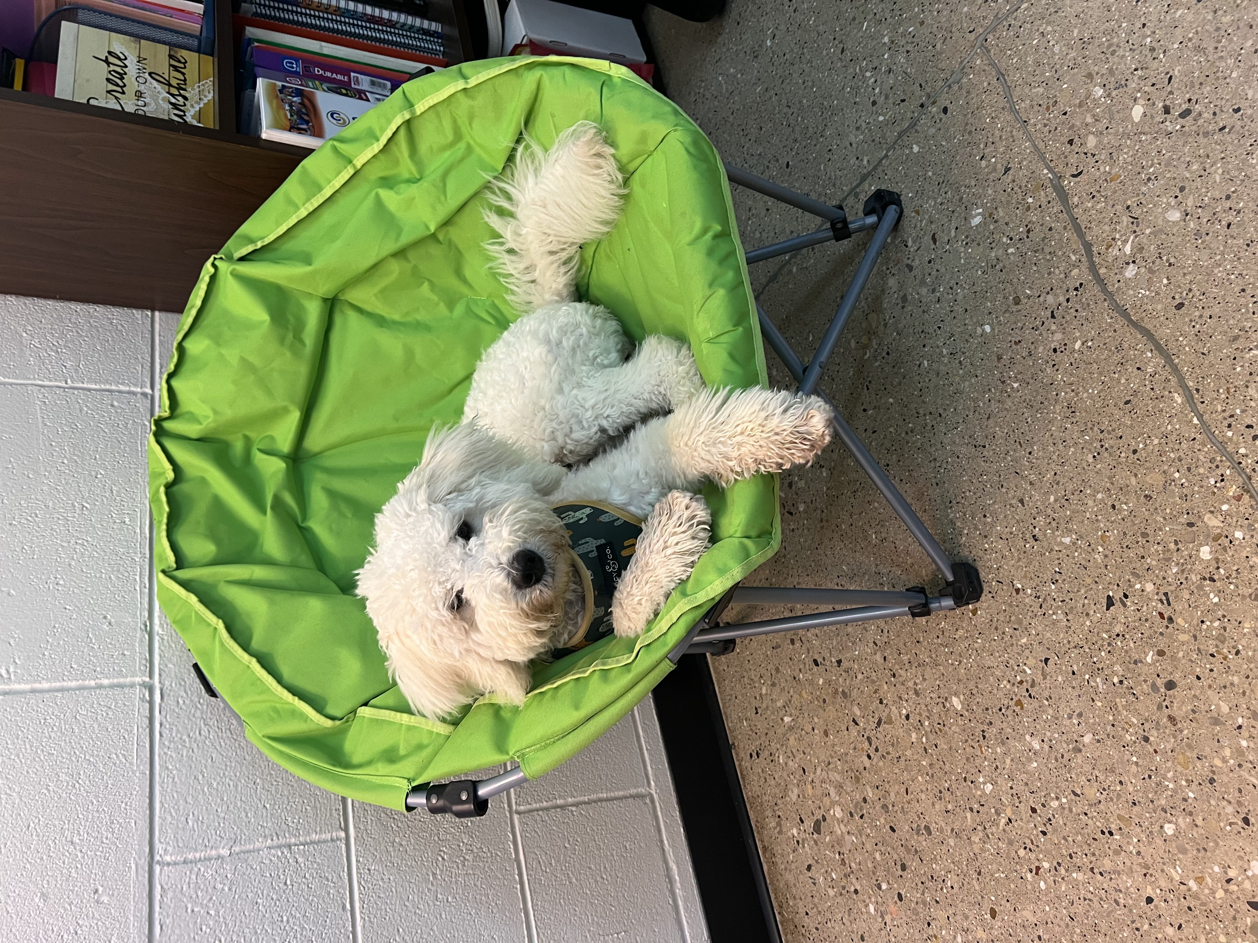 Rosie laying on chair