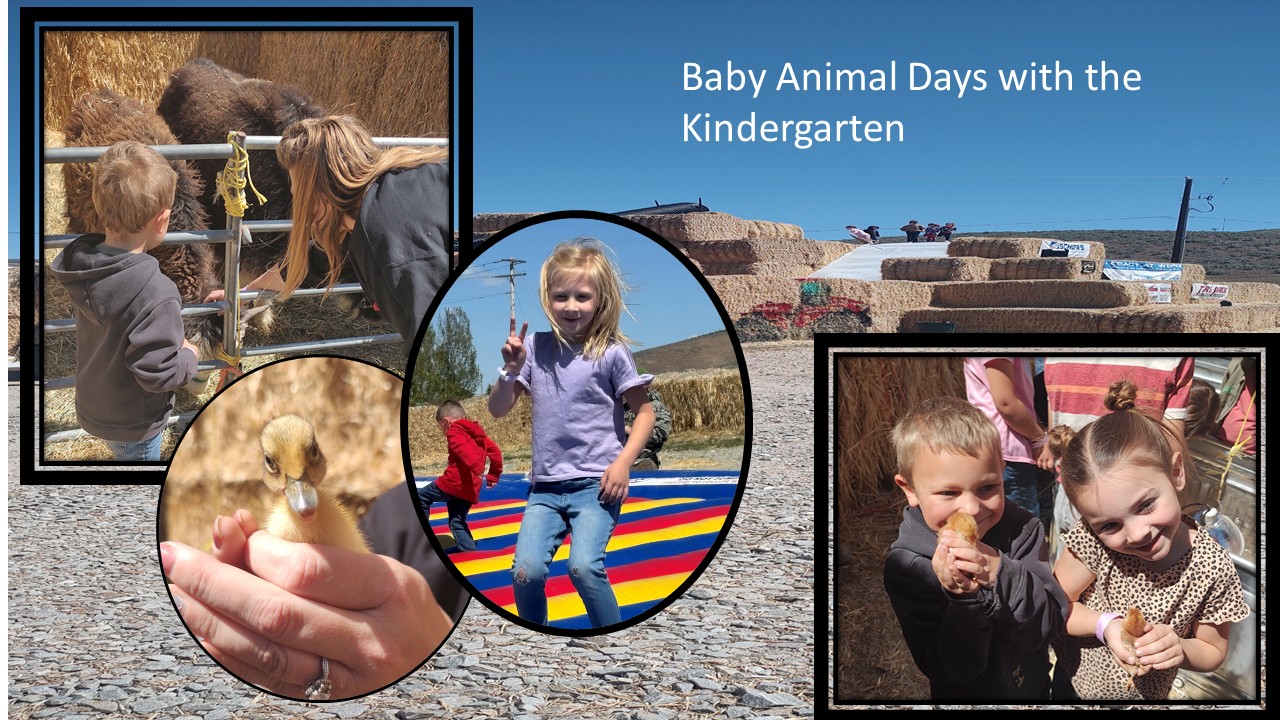 Animal Days with the Kindergarten