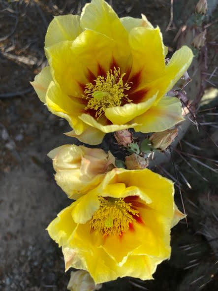 Yellow cactus