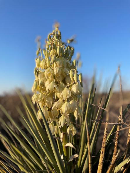 Flower Bud