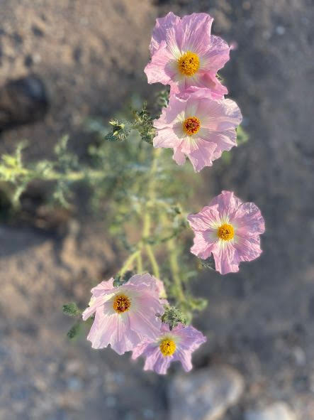 Pink Flowers