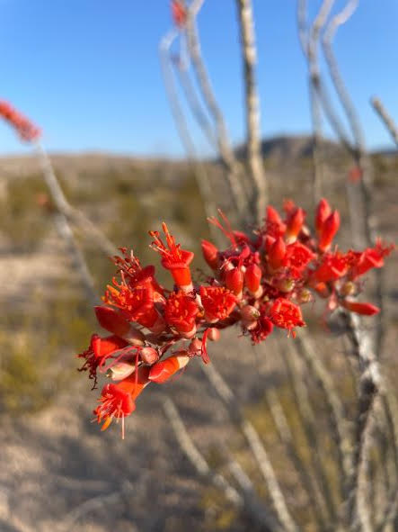 Red Flowers