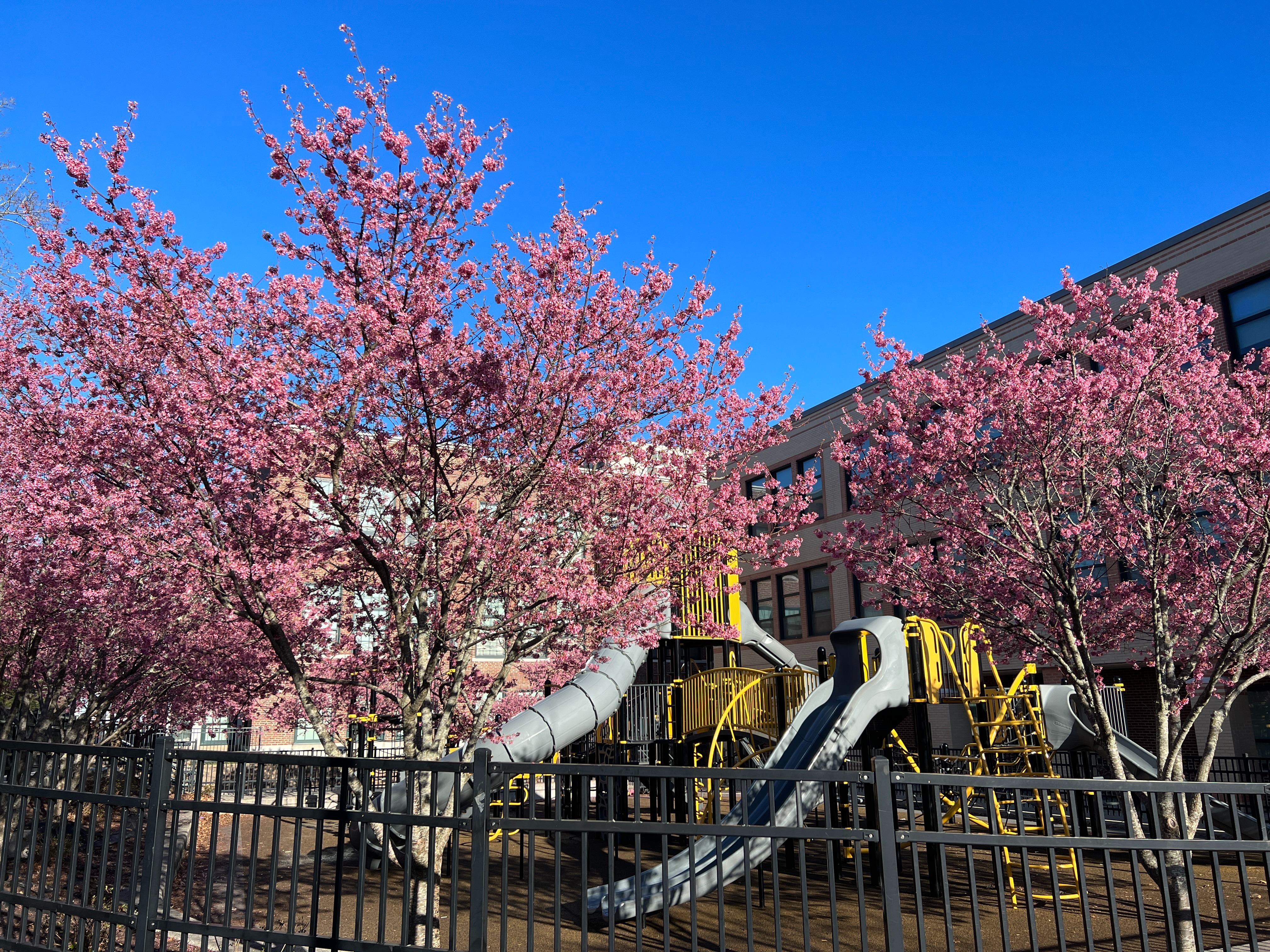 School in Spring