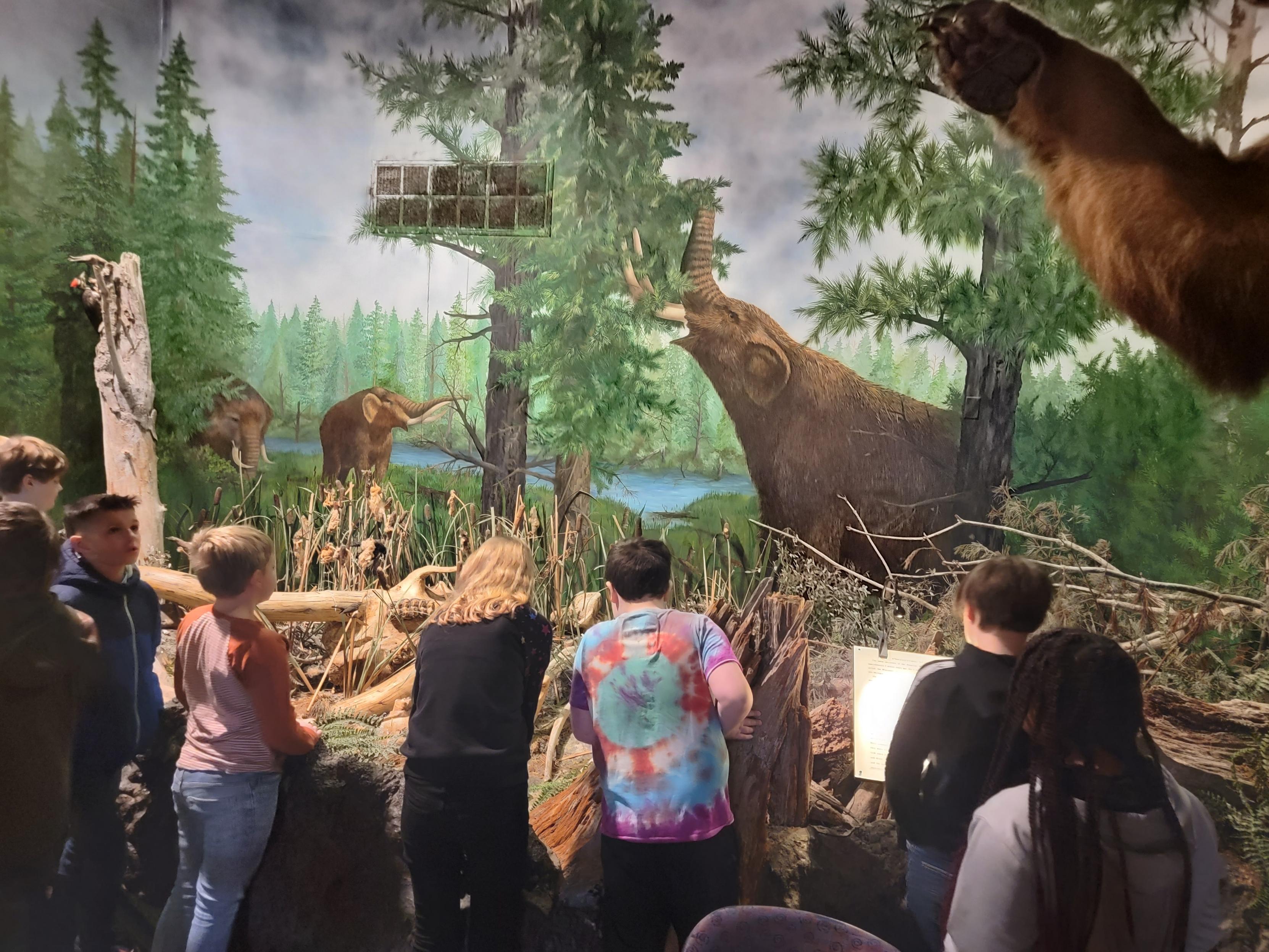 students looking at history display of mammoths 