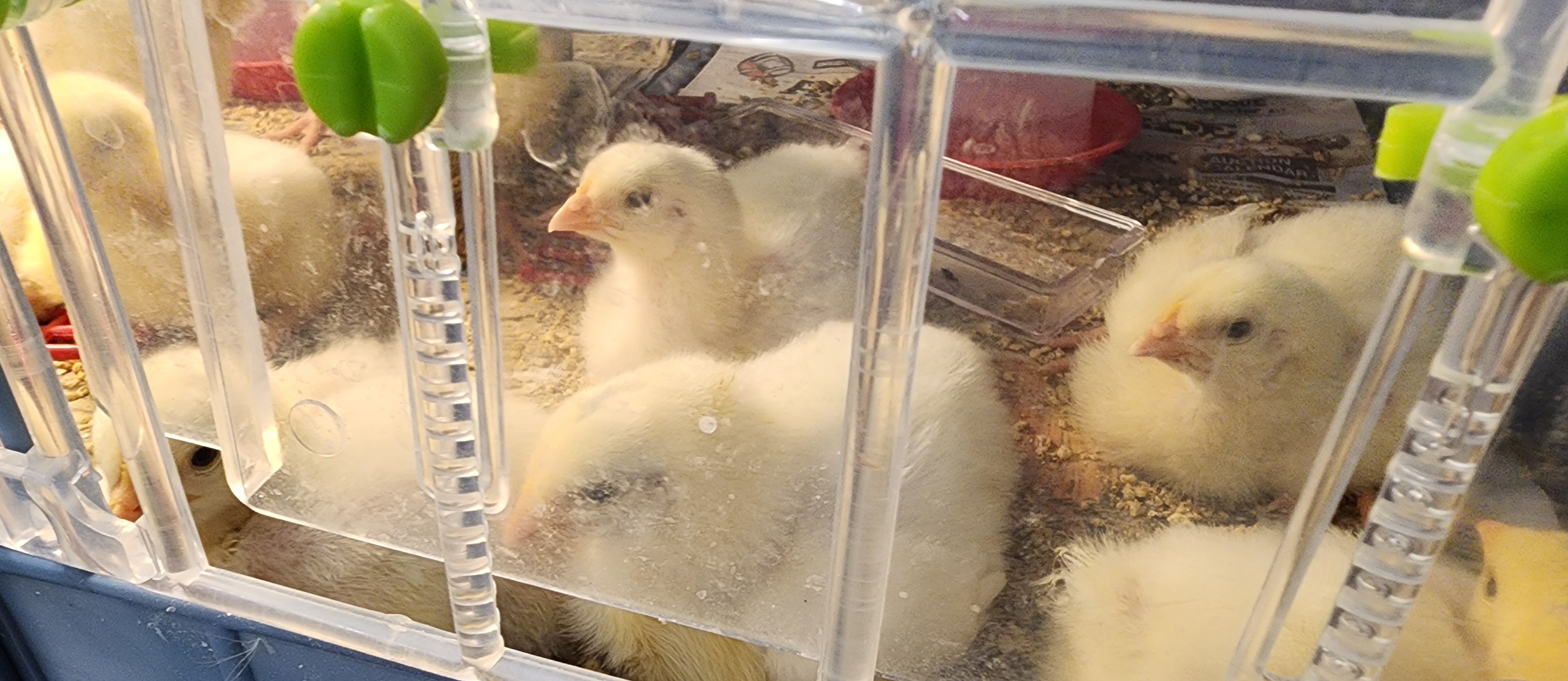 Shared chick project between second grade and Mr. Gentry's class.