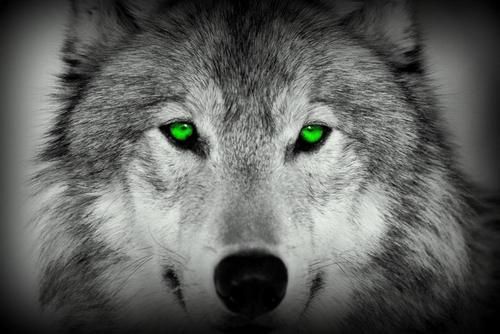 Green River Wolves