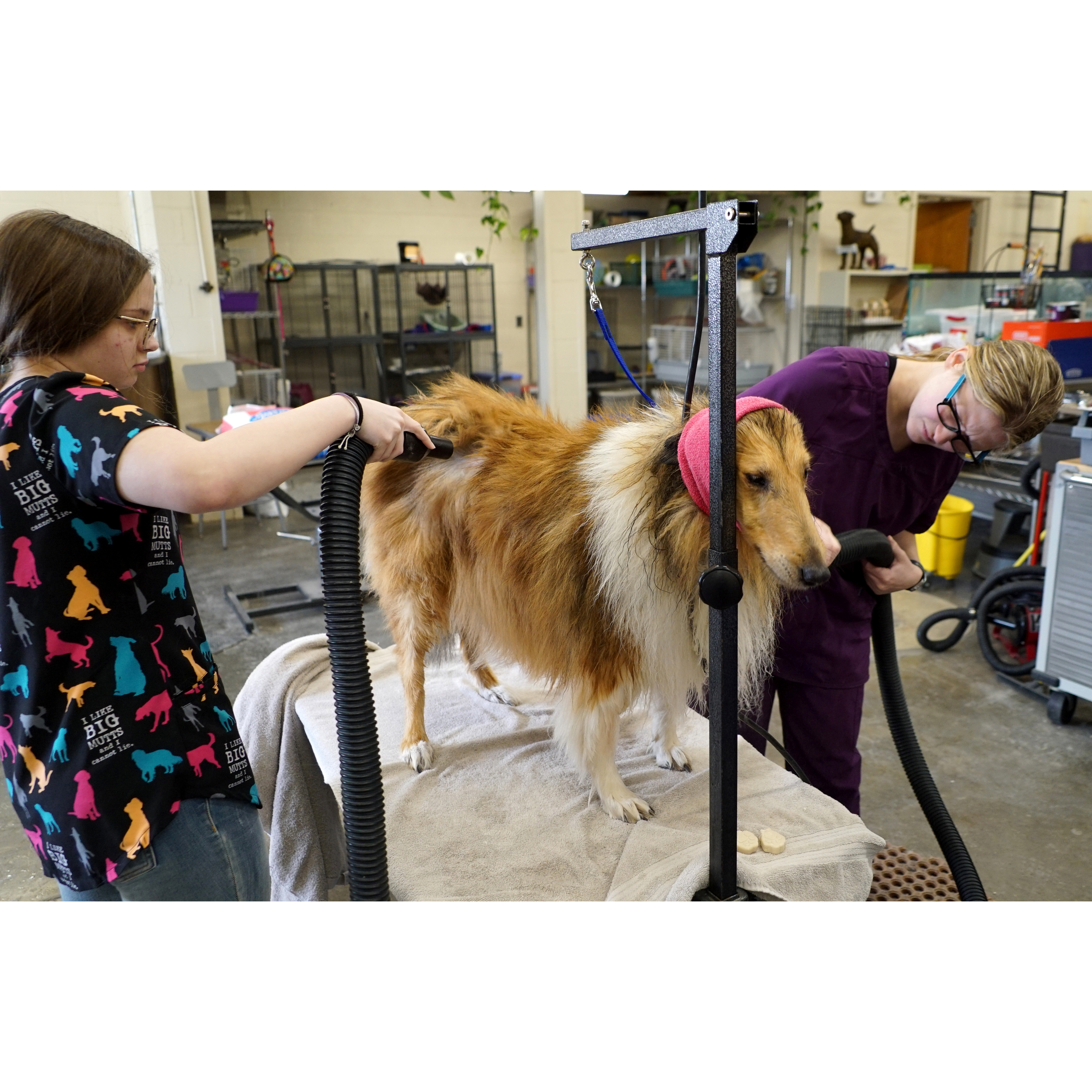 students grooming dog 