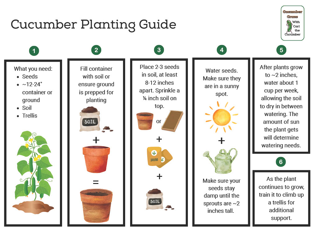 Cucumber Planting Guide
