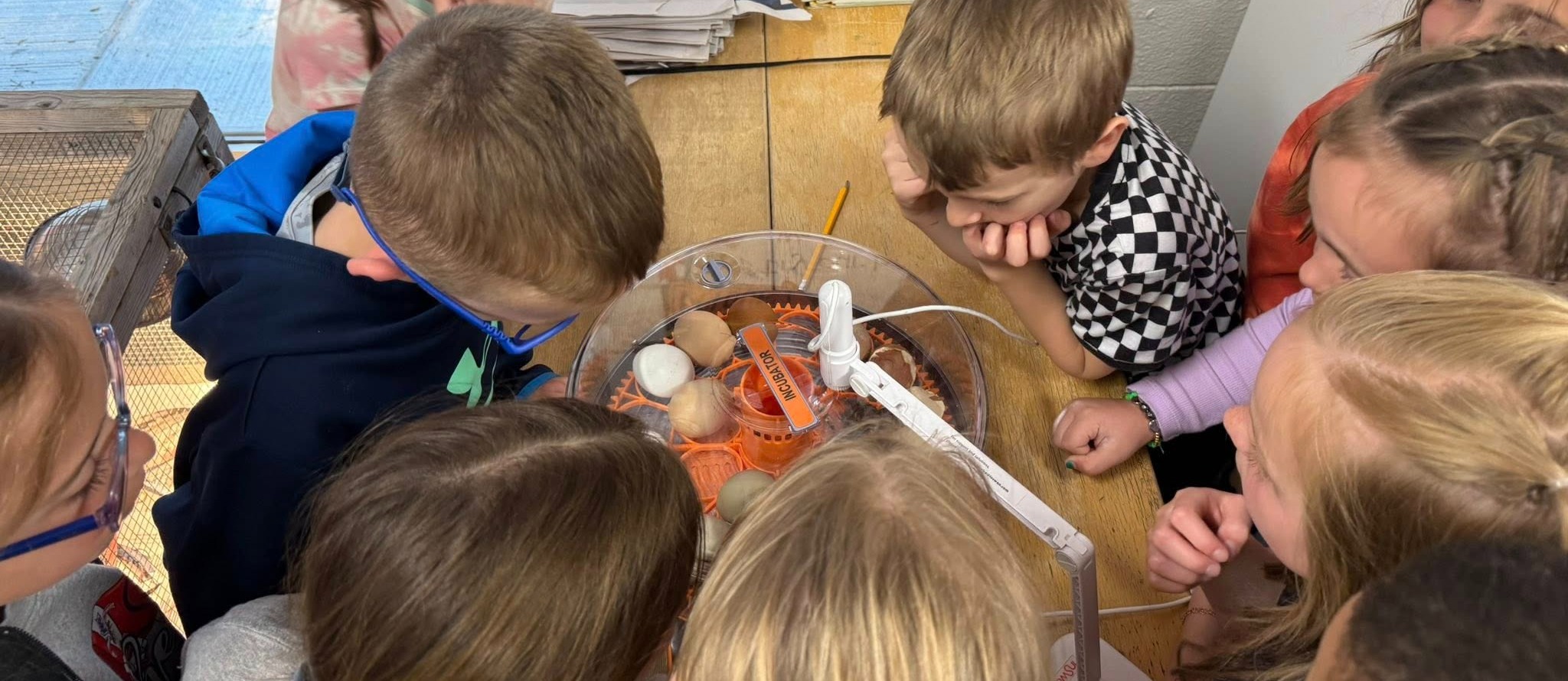 Pine River Students looking at hatched chickens.