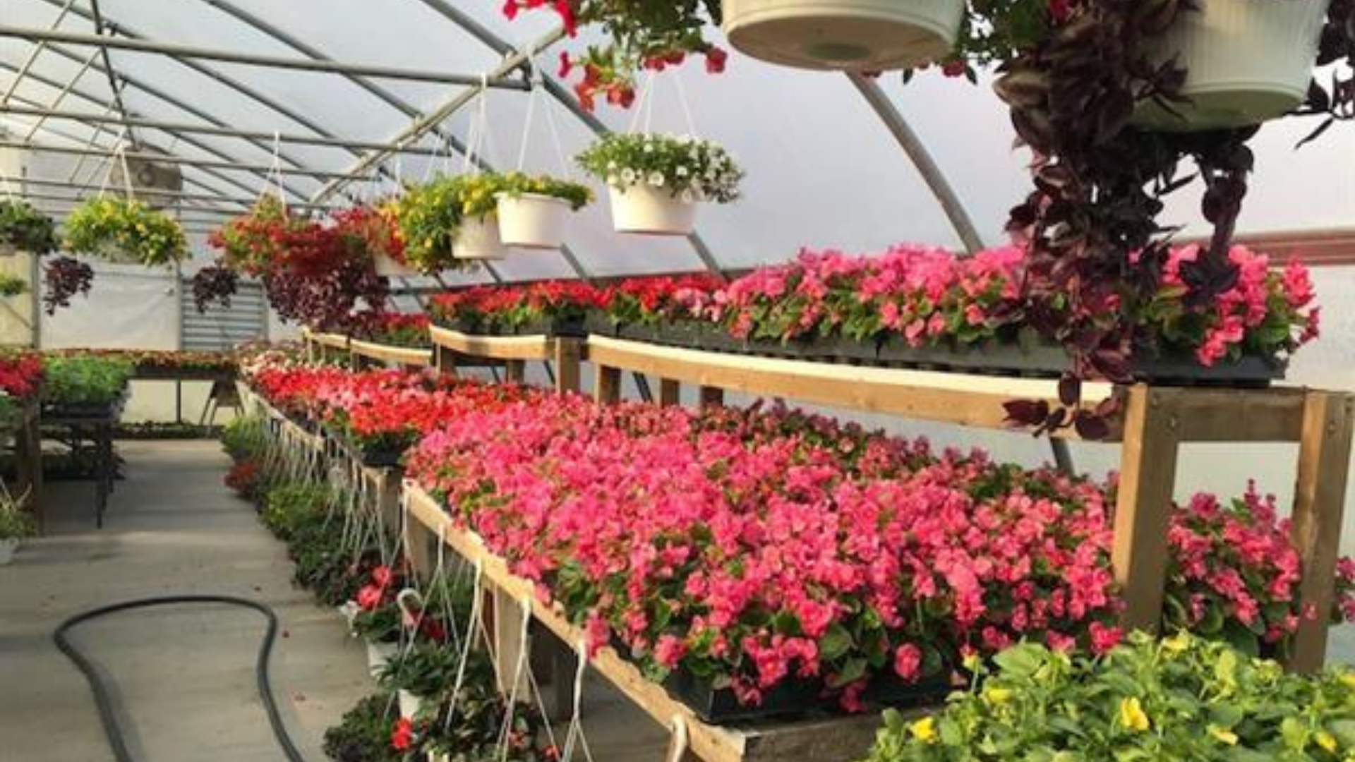Photo of pink flower flats and hanging baskets in greenhouse.
