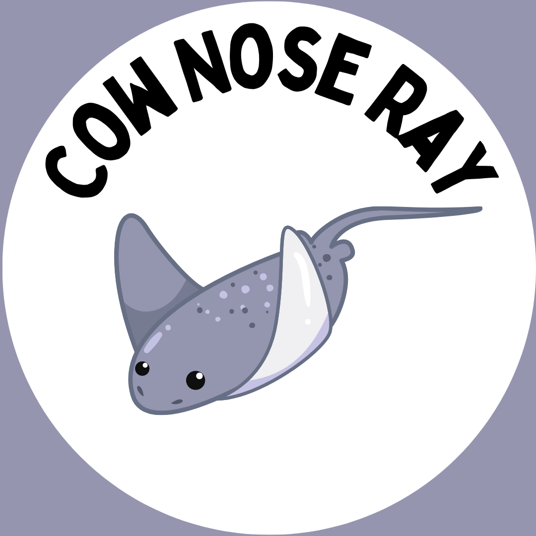 "Cow Nose Ray" with a picture of a gray cow nose stingray underneath