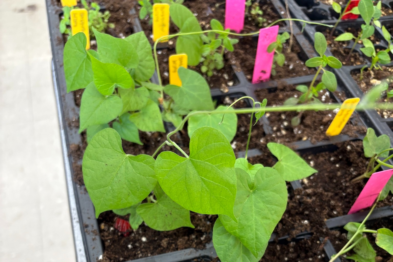 cell packs of plants