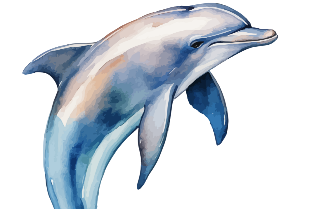 Shalimar Dolphin