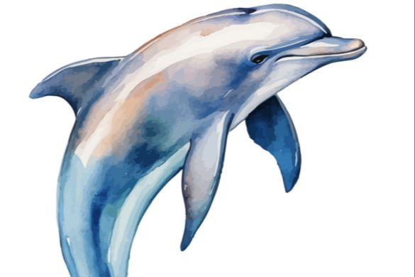Dolphin 