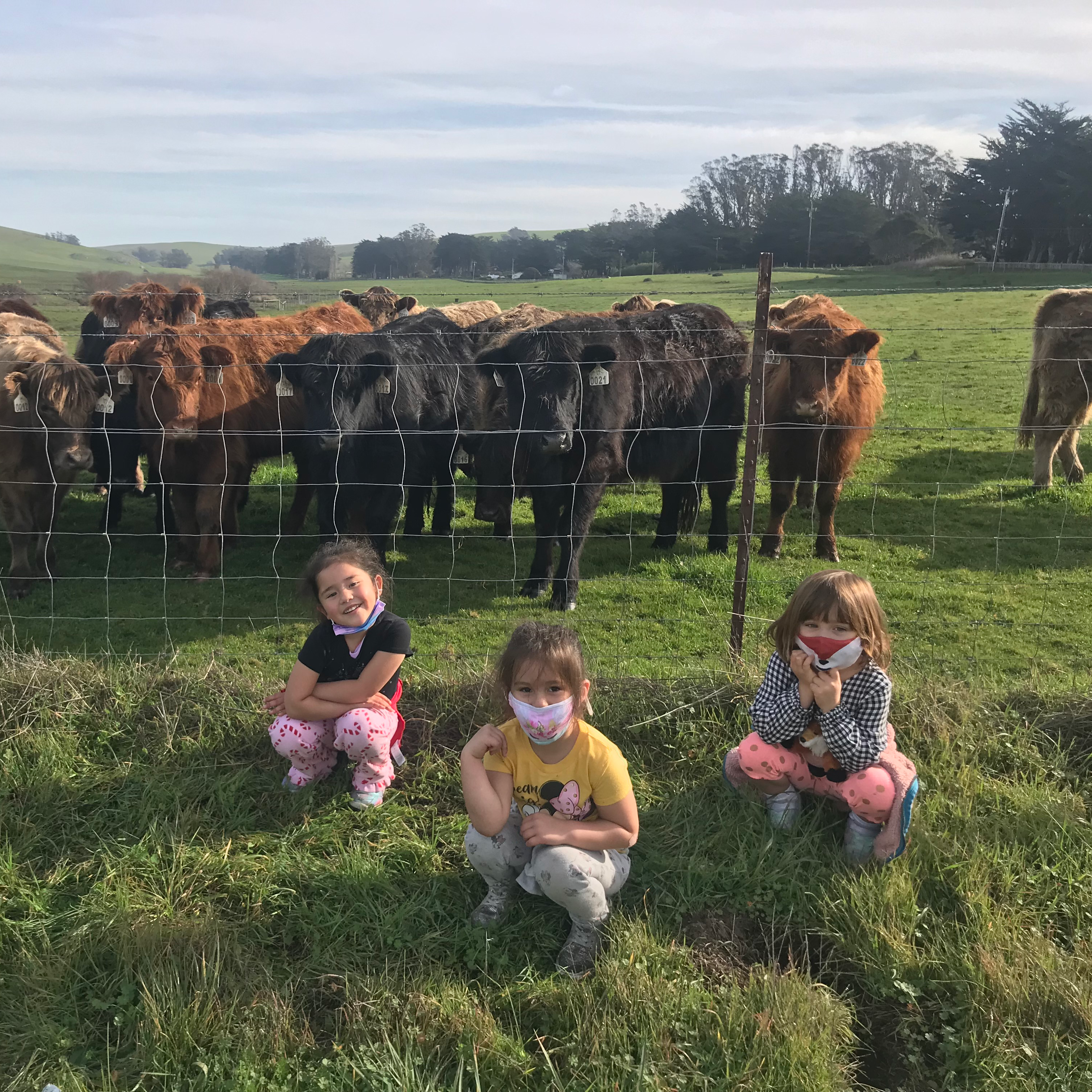 three little girls in front of a herd of cows