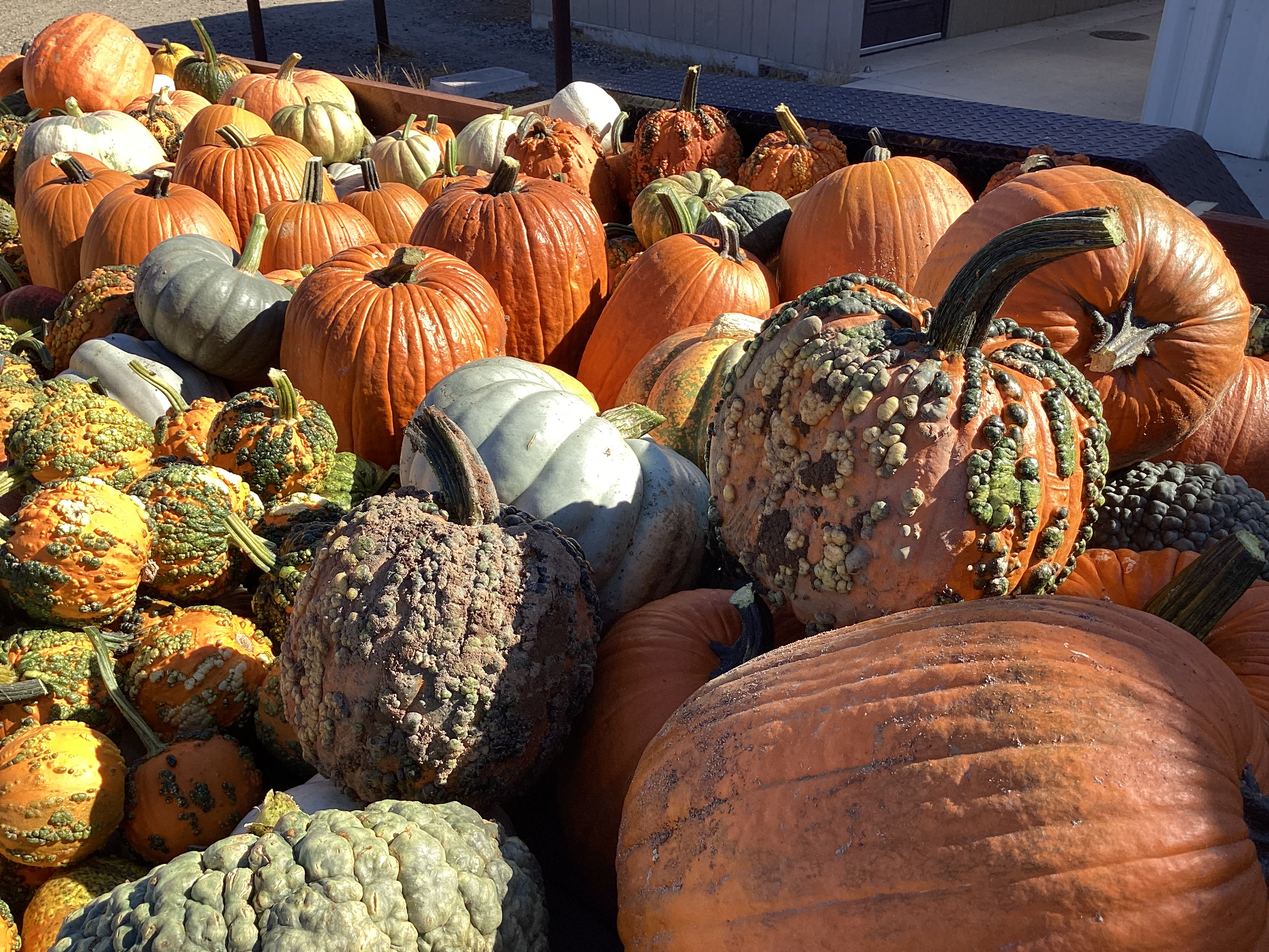 lots-of-pumpkins