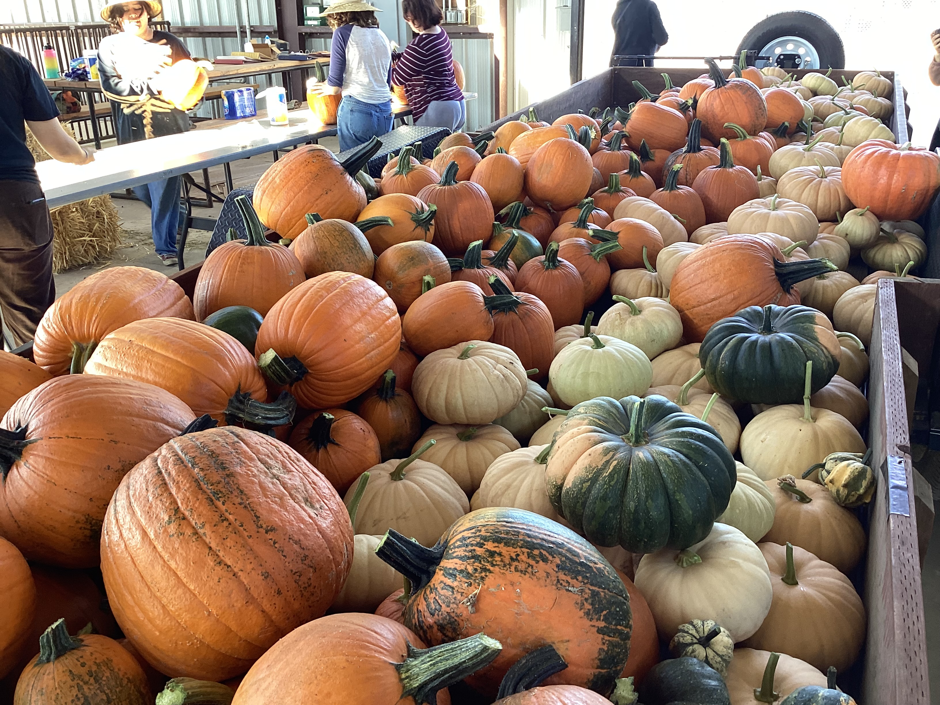 pumpkin-harvest