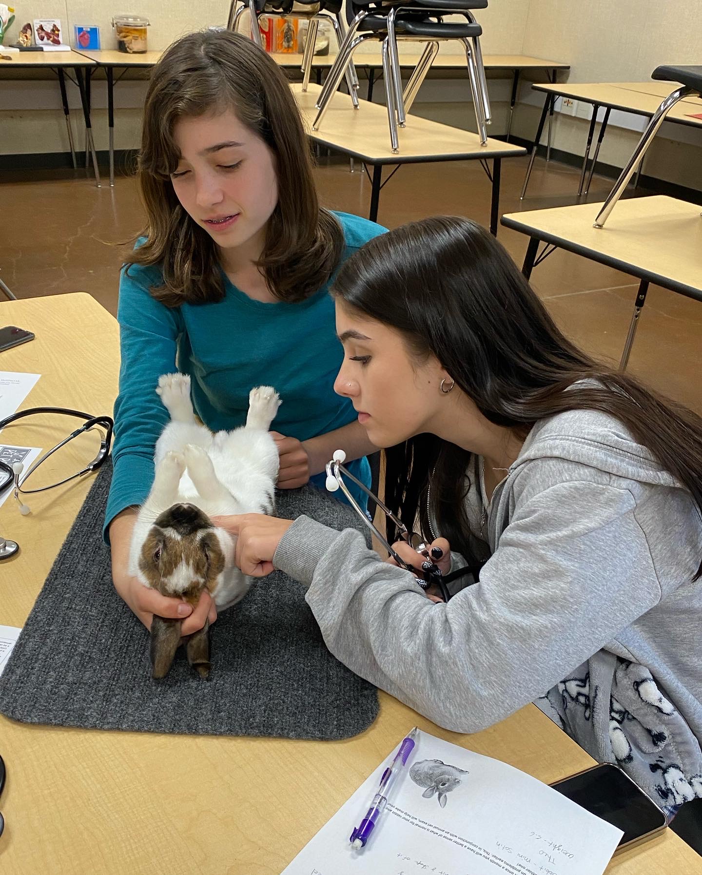 Students-examine-rabbit