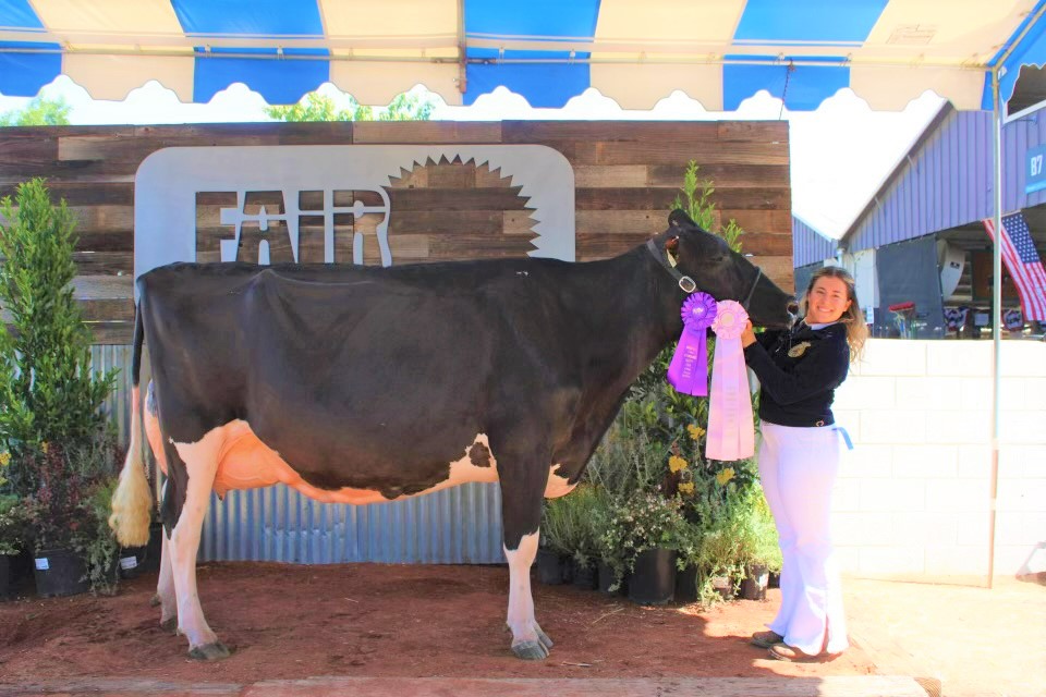 champion dairy cow