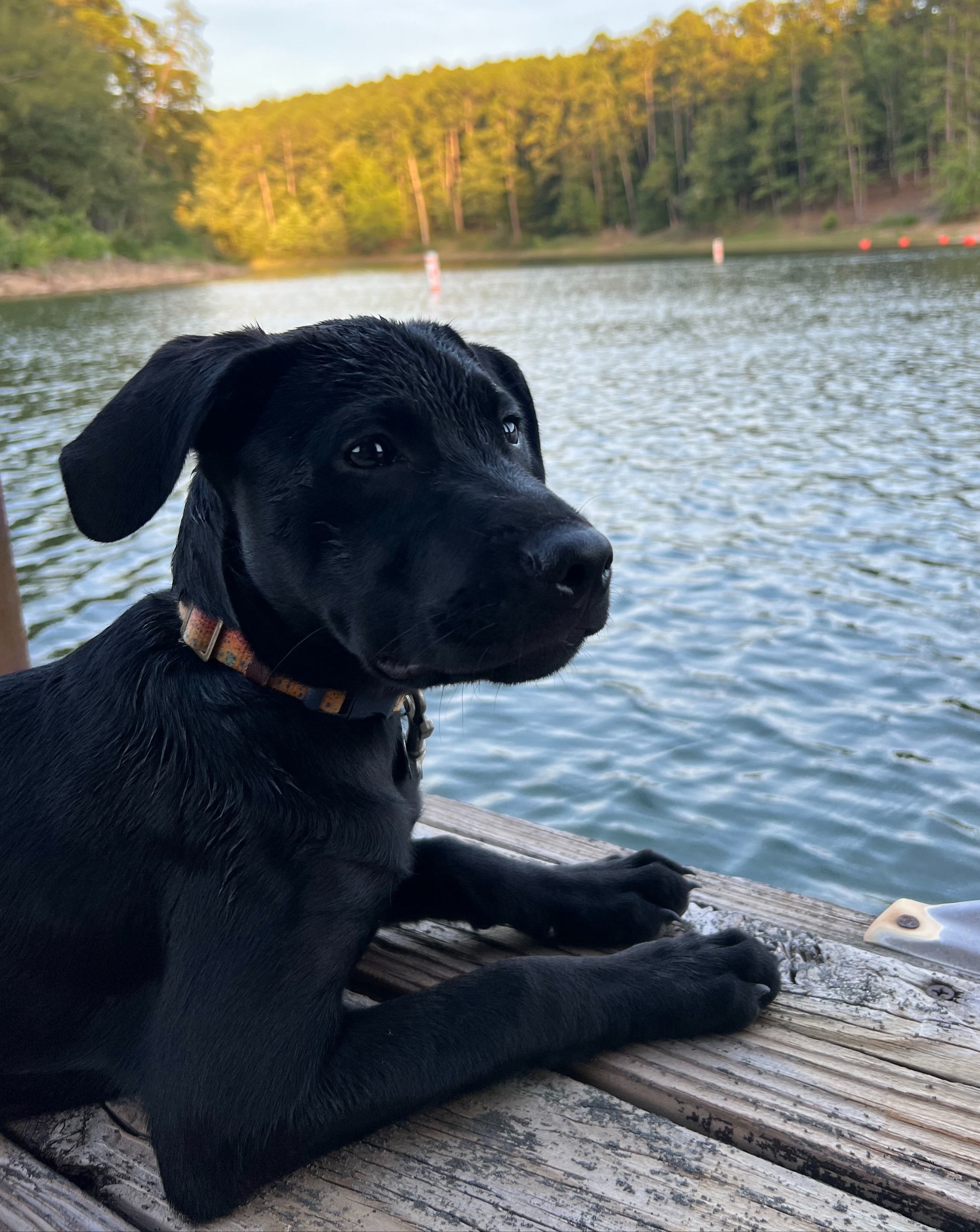 the cutest black labrador retriever you've ever seen sitting on a dock and looking at Lake Ouachita