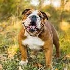 Byers Bulldogs