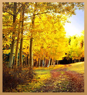 a forest of yellow-leaved trees
