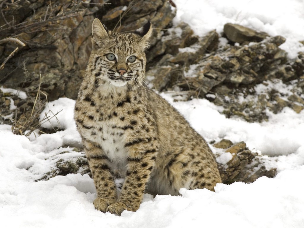 bobcat in snow