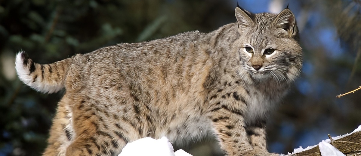 Bobcat