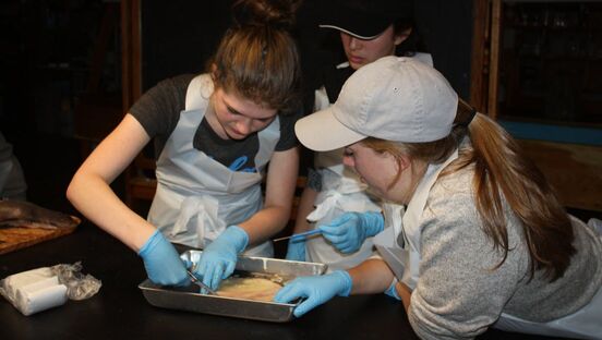 New Vision students dissecting animal