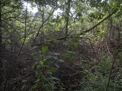 denseundergrowth1.jpg