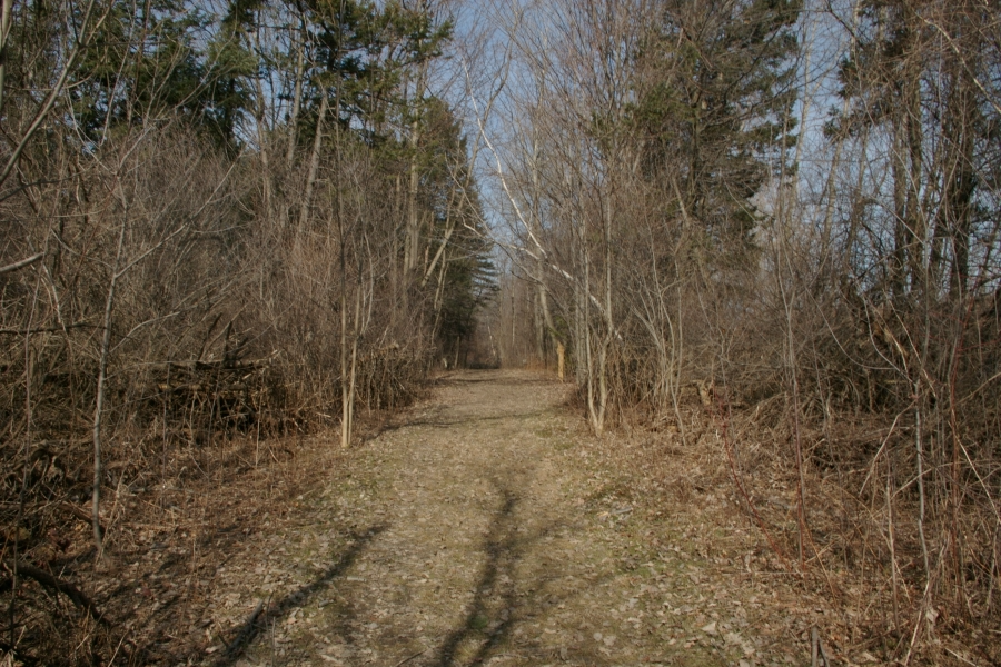 Photo of a path on the Tiger Trail with trees and foliage