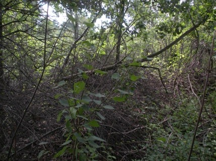 Dense undergrowth of trees and other vegetation 