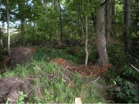 Dense undergrowth of trees and other vegetation 