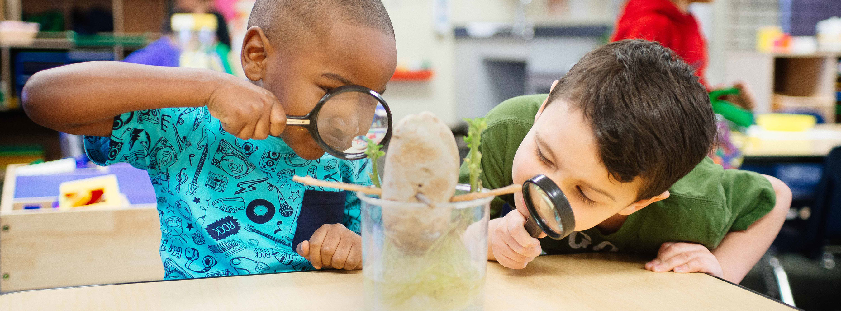 Two elementary school student boys each using a magnifying glass to look at a potato growing experiment in the classroom.