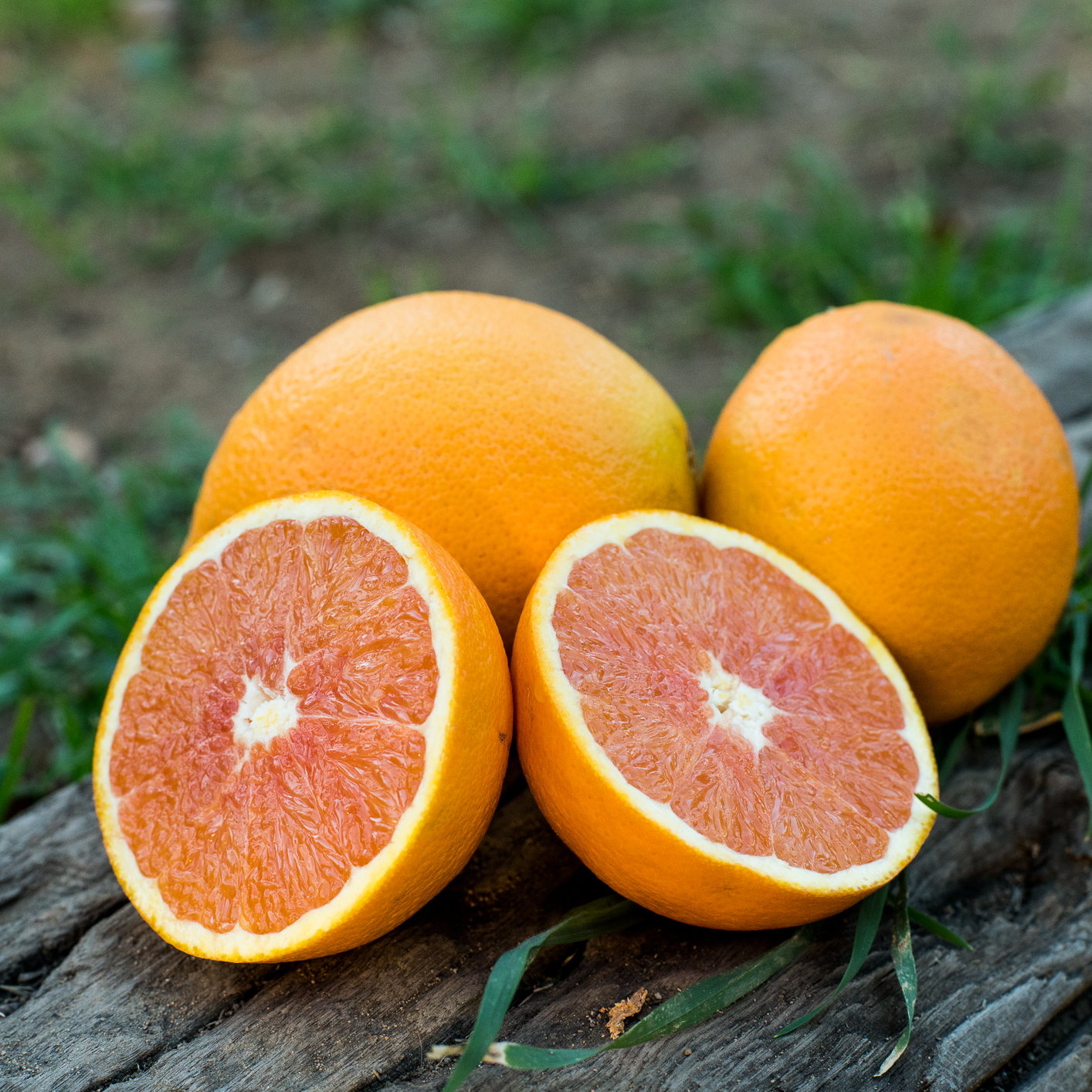 Cara Cara Oranges cut in half