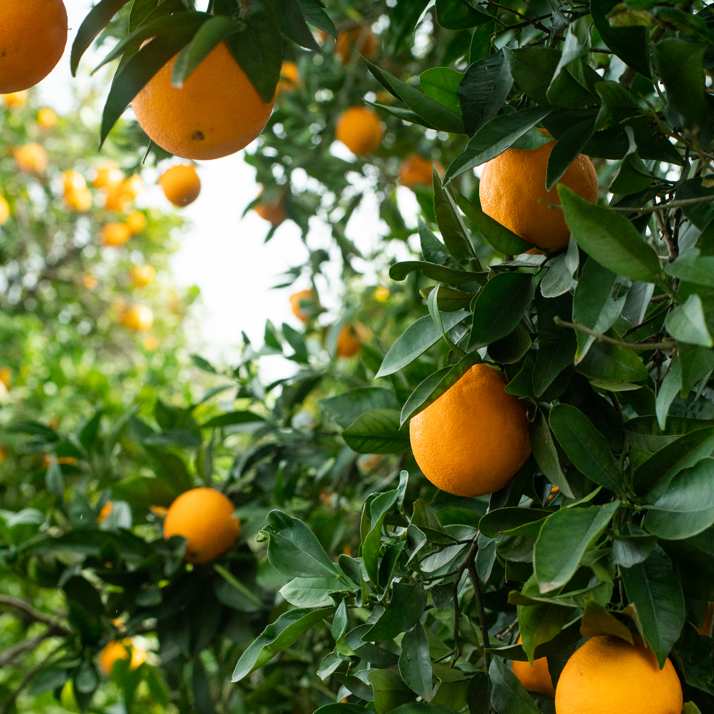 Cara Cara Oranges on tree