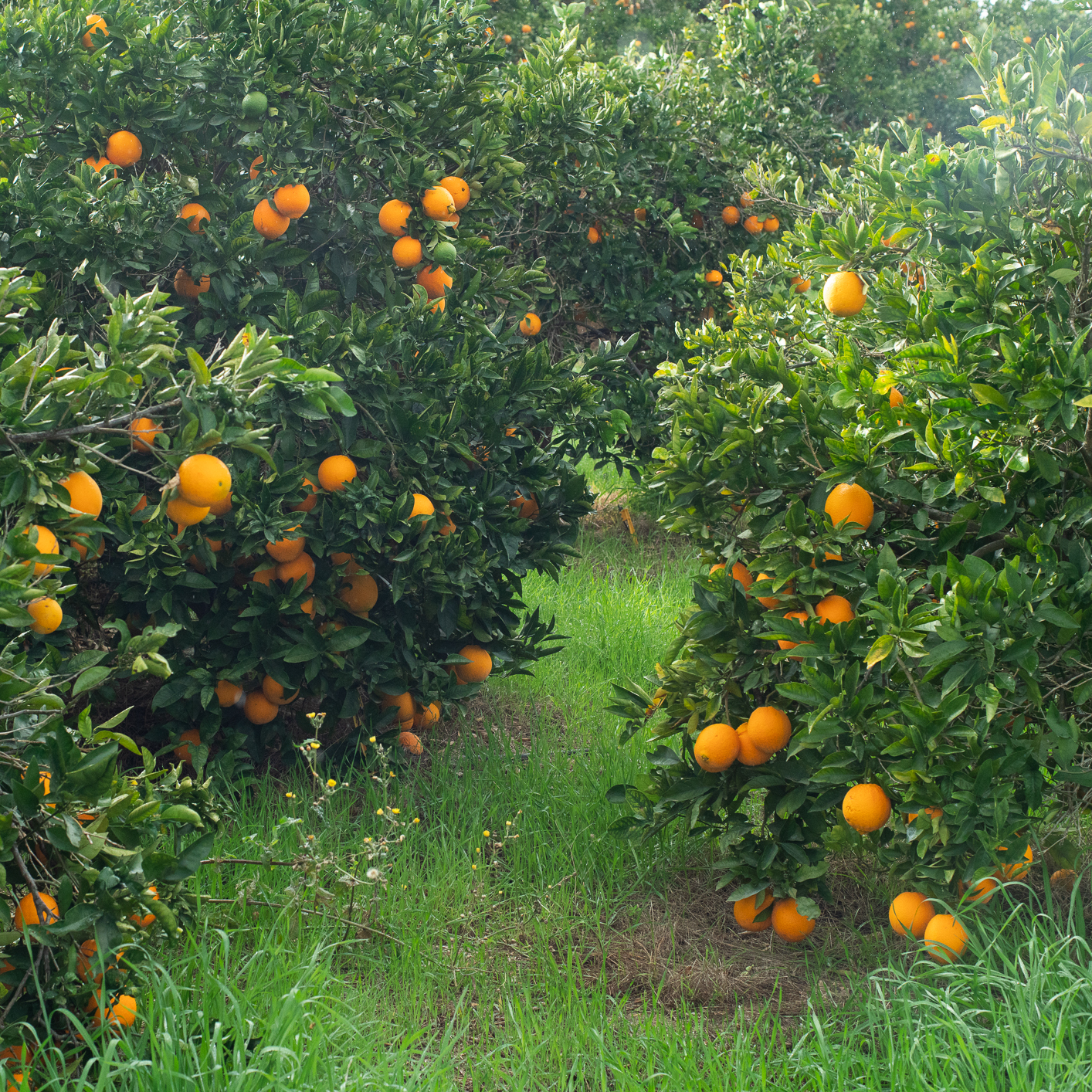 Cara Cara Oranges grove trees