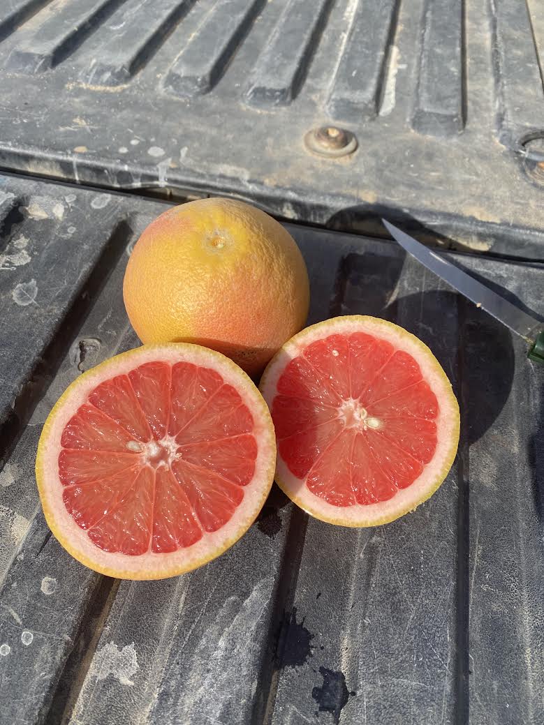 sliced open grapefruit