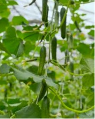 Dassi farms cucumbers