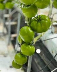 Dassi farms  green tomatoes