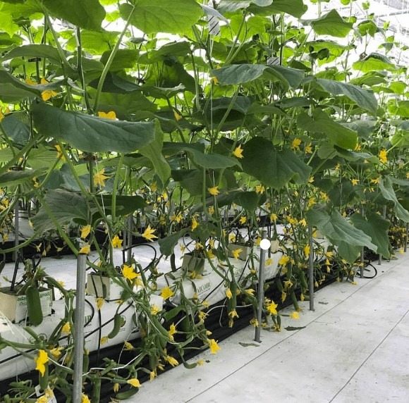 Dassi farms cucumbers growing