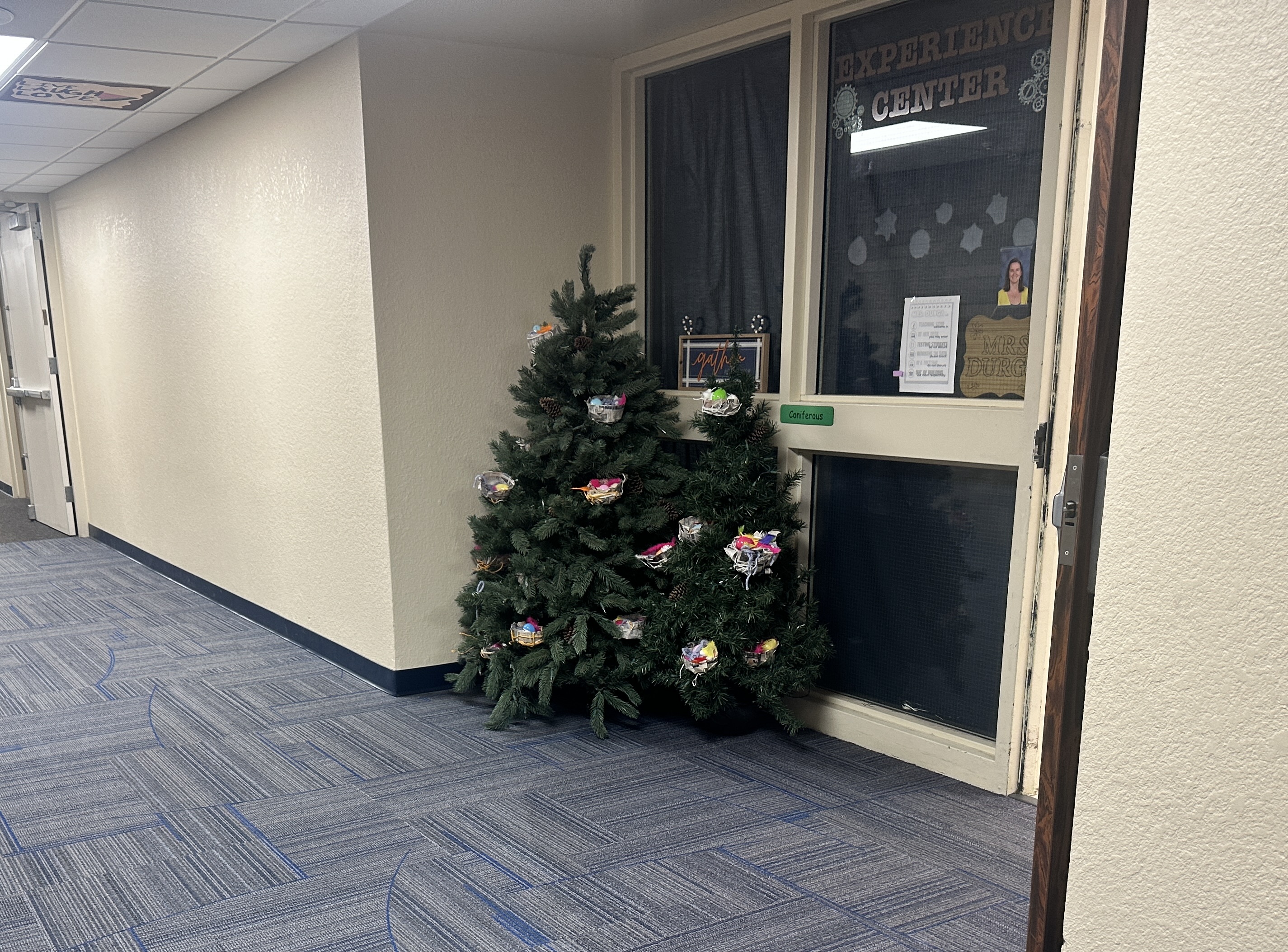 Evergreen trees with bird nests in them