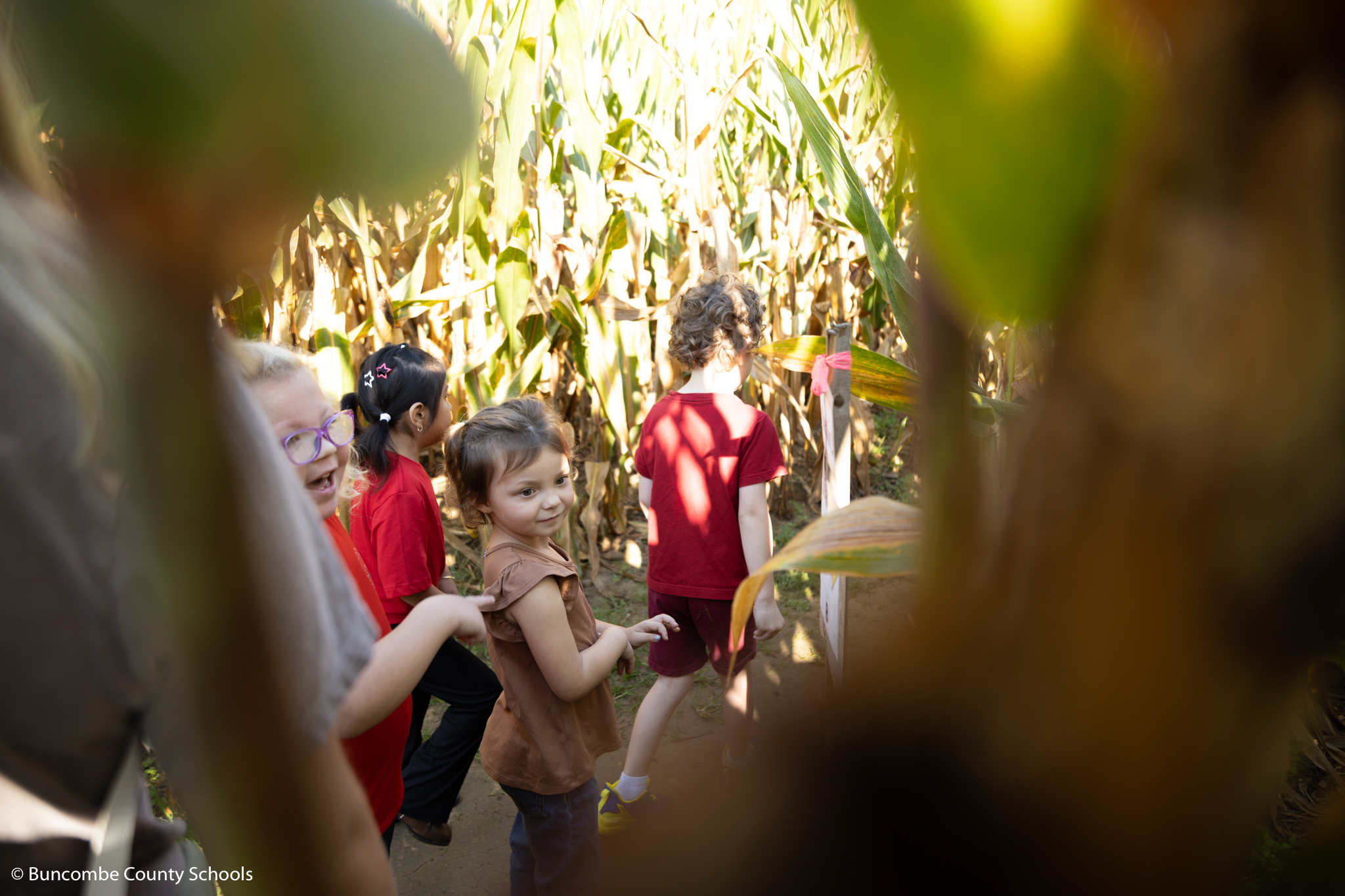 Students walking through a corn maze. 