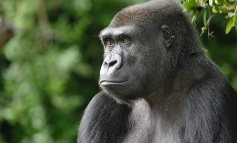 An ape