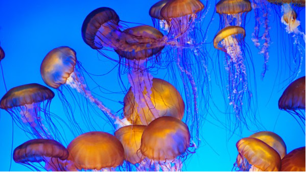 Jellyfishes in an Acuarium
