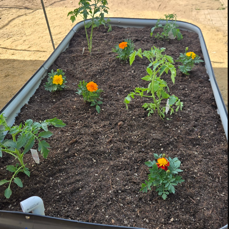 7:50 AMClaude responded: A galvanized metal raised garden bed filled with dark soil, planted with young tomato seedlings and orange and yellow marigolds, set on a sandy outdoor surface.A galvanized metal raised garden bed filled with dark soil, planted with young tomato seedlings and orange and yellow marigolds, set on a sandy outdoor surface.